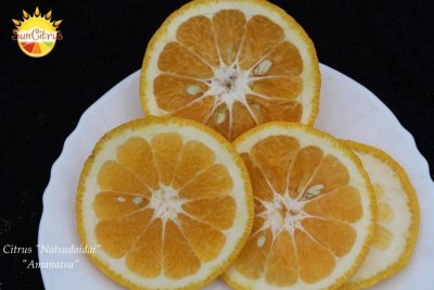 Citrus Natsudaidai Am - 